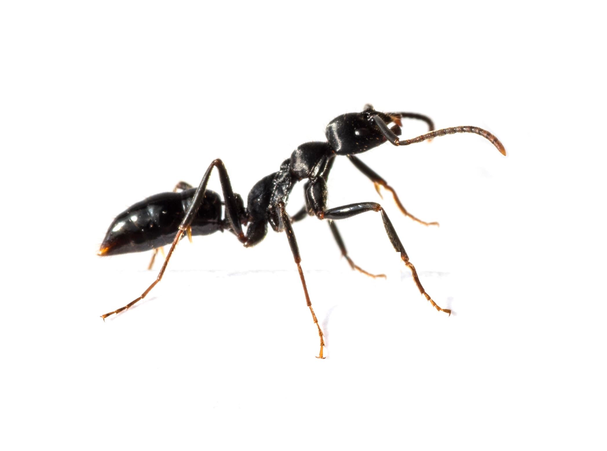 Fourmis