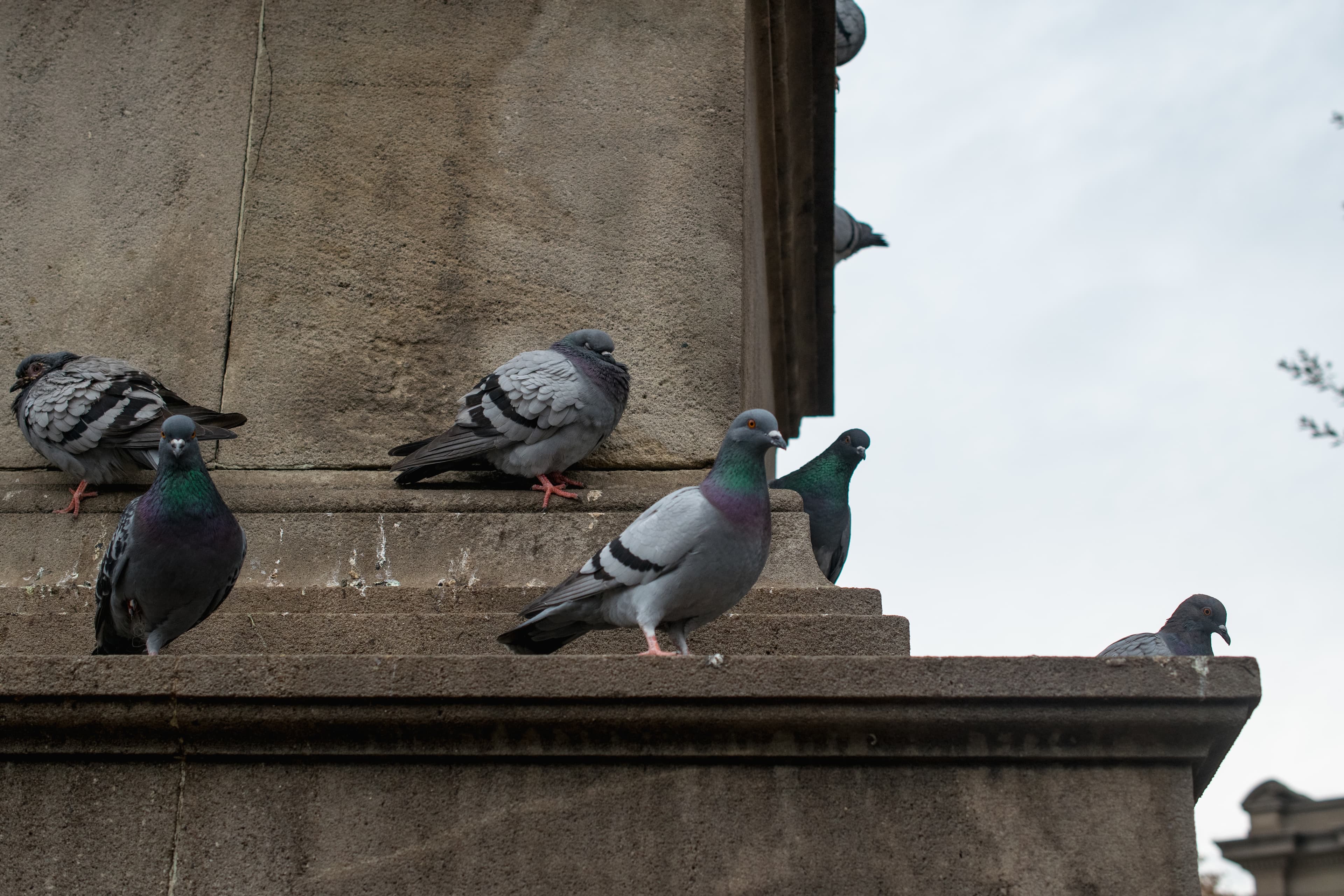 Oiseaux