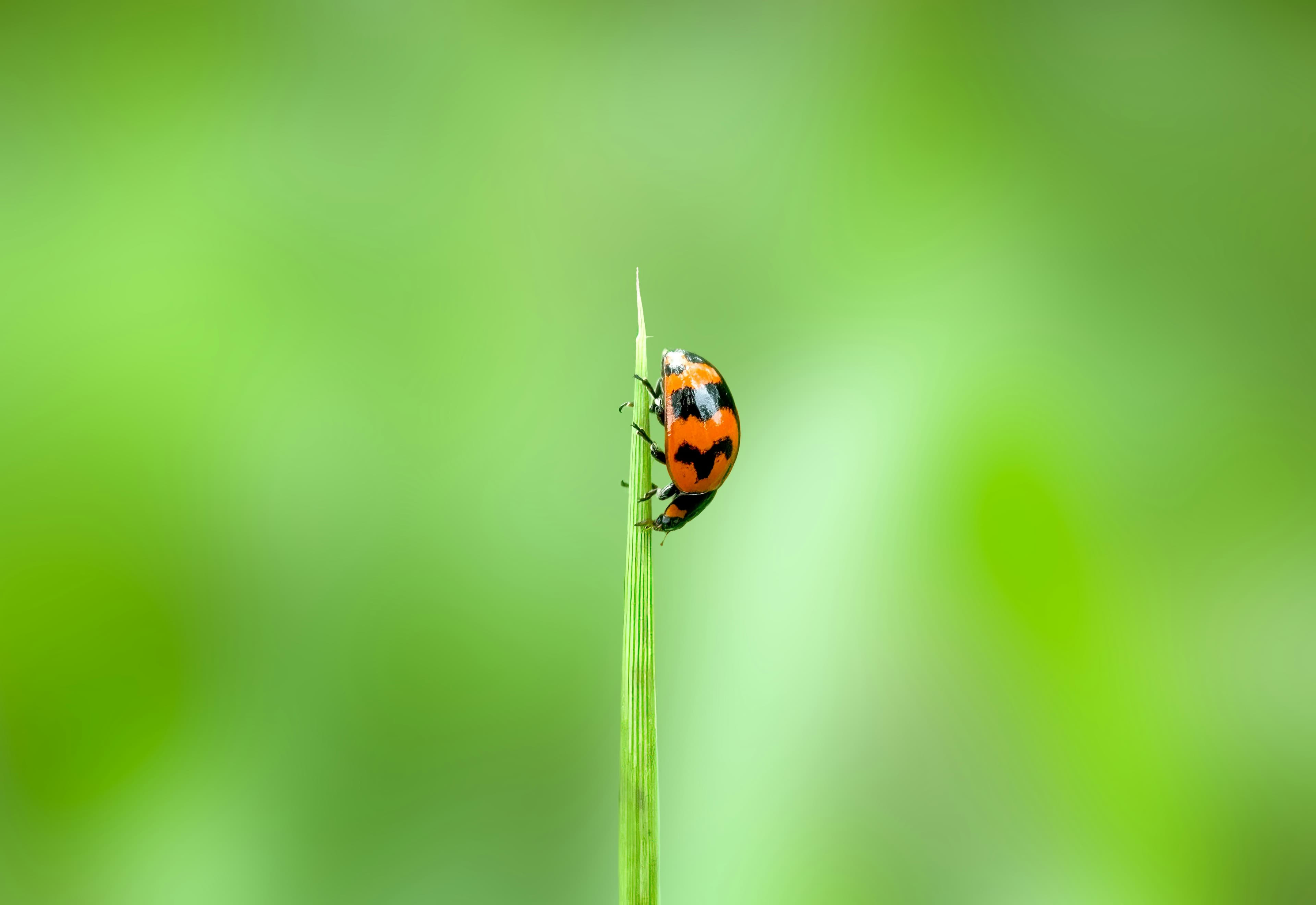 Coccinelle sur brin d'herbe