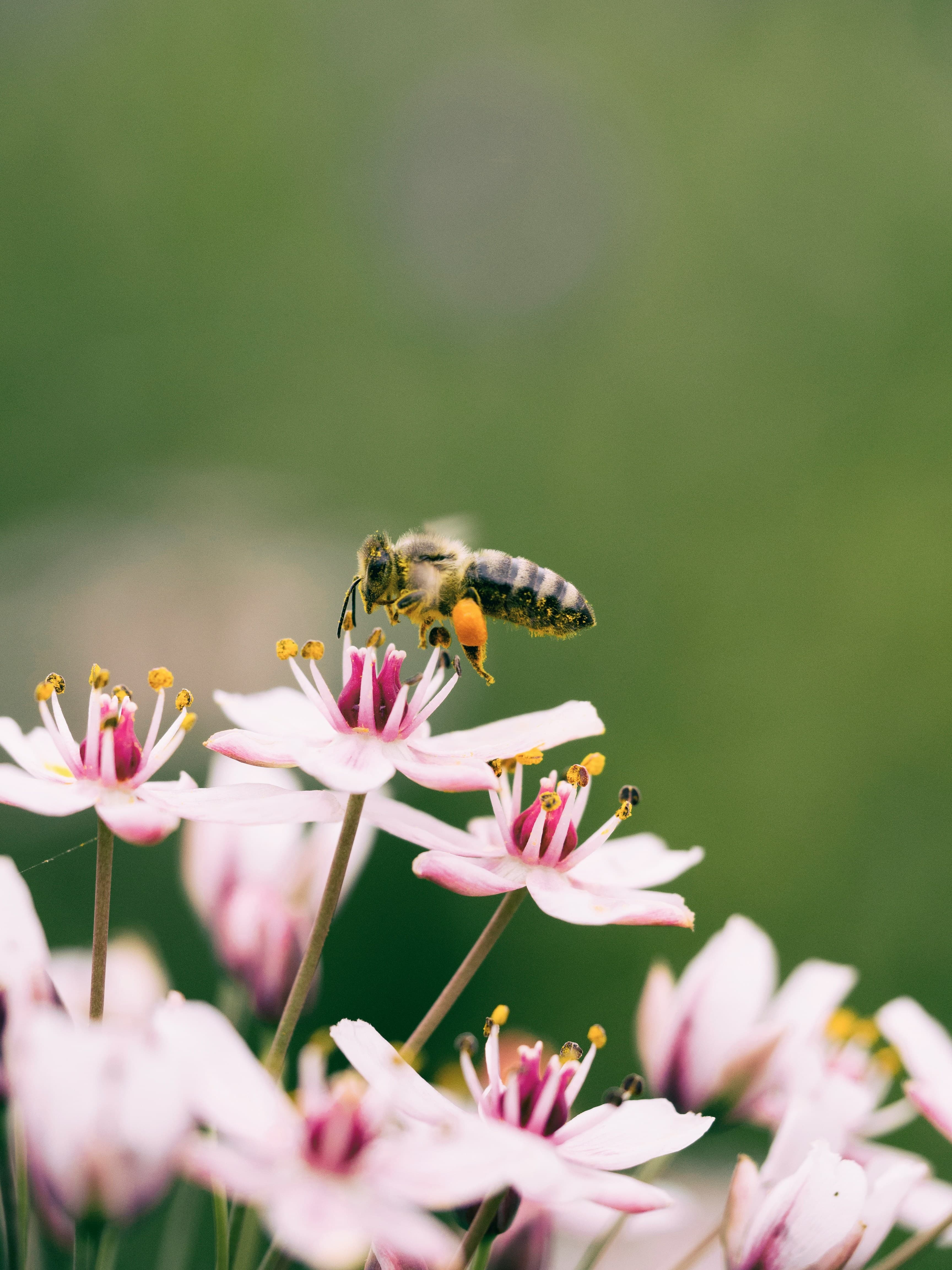 Abeille pollinisatrice sur fleurs roses